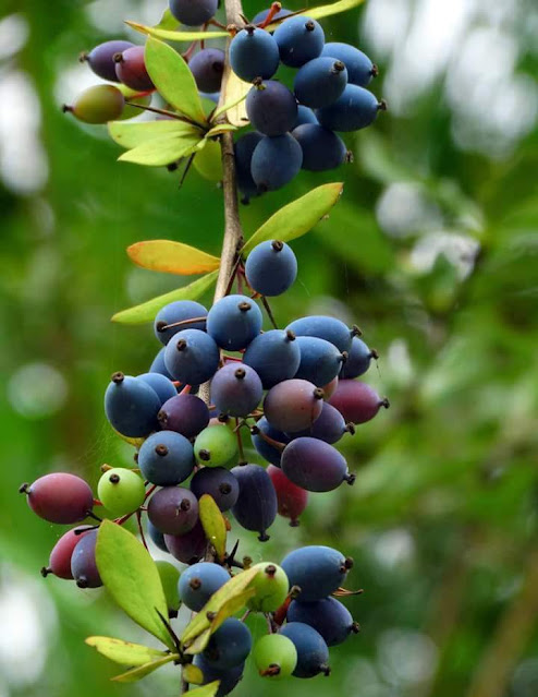 kilmora-fruit