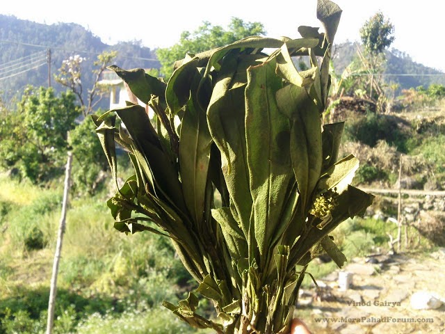 kedarpati