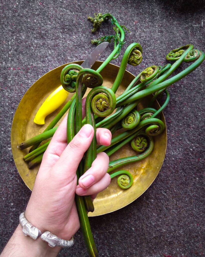 lingad vegetable