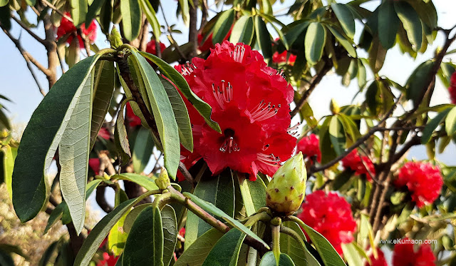 buransh-flower