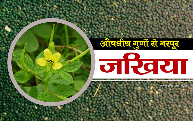 jakhiya-seeds