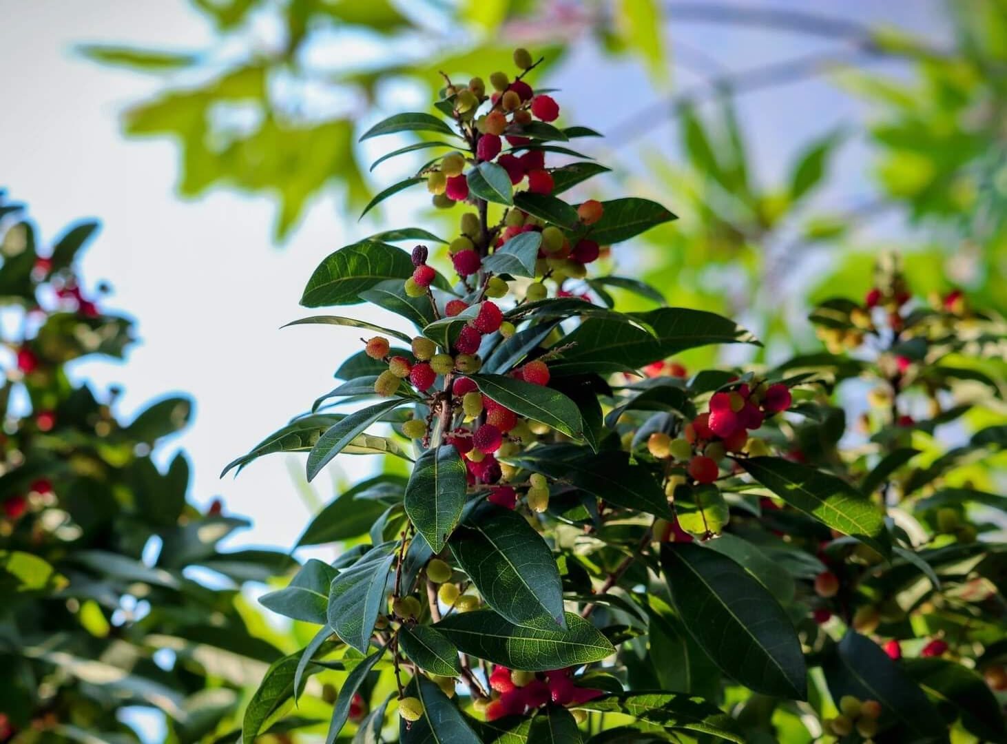 kafal fruit
